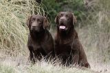 LABRADOR 728
